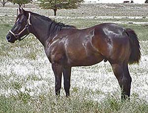 CNR Sak O Sugardrift black stallion Blue Valentine, Driftwood and Sugar Bars - Leo bred