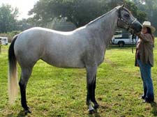 CNR Seven S Sugarbar gray mare Sun Frost and Sugar Bars bred