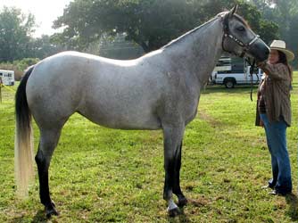 CNR Seven S Sugarbar blue roan filly Sun Frost and Sugar Bars bred