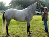CNR Seven S Sugarbar gray mare Sun Frost and Sugar Bars bred
