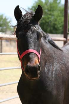 Blue Valentine and Seven S Gunsmoke bred