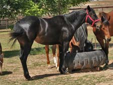 blue roan filly Blue Valentine and Son O Leo bred