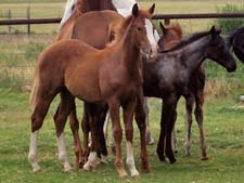 Red Roan daughter of Smart Jose son of Smart Little Lena