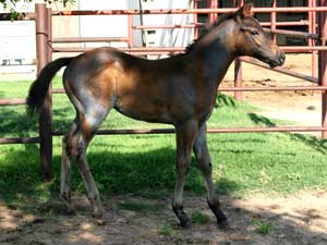 Blue roan colt for sale in Texas with Joe Hancock, Blue Valentine & Dash For Cash bloodlines at CNR Quarter Horses in Lubbock, Texas