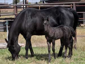 Blue Valentine ~ Mr Clyde Hancock bred 2025 blue roan filly for sale in Texas