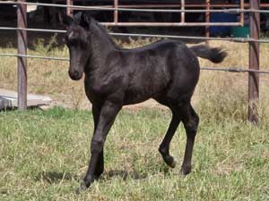 Joe Hancock & 4 Times Blue Valentine bred at CNR Quarter Horses in Lubbock, Texas