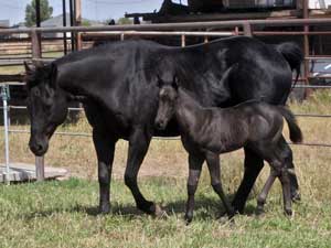 Joe Hancock & 4 Times Blue Valentine bred at CNR Quarter Horses in Lubbock, Texas
