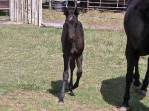 Horse Joe Hancock & D4 Times Blue Valentine bred at CNR Quarter Horses in Lubbock, Texas