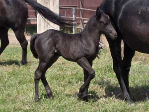 Horse Joe Hancock & 4 Times Blue Valentine bred at CNR Quarter Horses in Lubbock, Texas