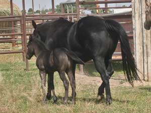 Joe Hancock & 4 Times Blue Valentine bred at CNR Quarter Horses in Lubbock, Texas