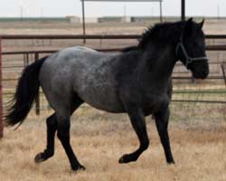 Blue Valentine ~ Mr Clyde Hancock bred 2021 blue roan colt for sale in Texas