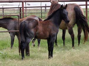 Blue Valentine ~ Mr Clyde Hancock bred 2021 blue roan colt for sale in Texas