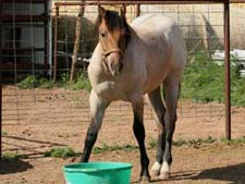 CNR Son O Frost dun roan colt grandson of Pat Cowan, son of Sun Frost ~ legendary barrel racing sire along with Sugar Bars ~ Leo cross bloodlines and Blondy's Dude