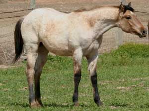 CNR Son O Frost dun roan colt grandson of Pat Cowan, son of Sun Frost ~ legendary barrel racing sire along with Sugar Bars ~ Leo cross bloodlines and Blondy's Dude