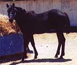 black colt Blue Valentine and Son O Leo bred