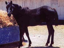 black colt Blue Valentine and Son O Leo bred