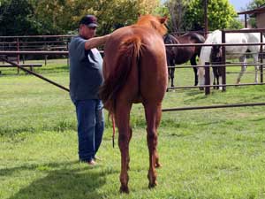 Blue Valentine and Sugar Bars bred quarter horse for sale in Texas