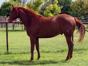 Grandson of Ruano Rojo sorrel quarter horse for sale in Texas