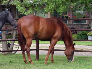 Blue Valentine and Sugar Bars bred quarter horse for sale in Texas