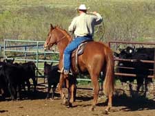 Hancock ~ Blue Valentine bred quarter horses for sale