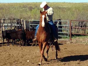 Grandson of Ruano Rojo sorrel quarter horse for sale in Texas