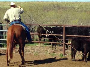 Blue Valentine and Sugar Bars bred quarter horse for sale in Texas