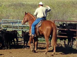 Grandson of Ruano Rojo sorrel quarter horse for sale in Texas