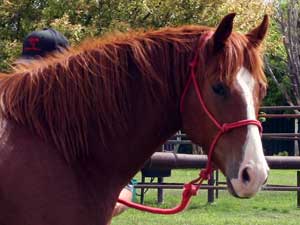 Blue Valentine and Sugar Bars bred quarter horse for sale in Texas