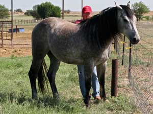 Joe Hancock and Blondys Dude bred colt