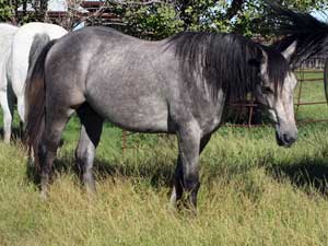 Joe Hancock and Blondys Dude bred colt