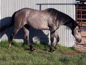 gray quarter horse Joe Hancock and Jackie Bee bred