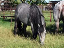 Hancock ~ Blue Valentine bred quarter horses for sale