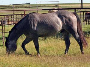 Joe Hancock and Sugar Bars bred colt