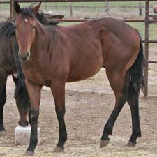 Blue Valentine, Driftwood, and the magic cross of Sugar Bars and Leo breeding