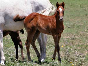 Triple bred Blue Valentine and Sugar Bars bred blue roan filly