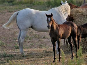 Triple bred Blue Valentine and Sugar Bars bred blue roan filly