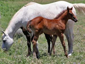 Triple bred Blue Valentine and Sugar Bars bred blue roan filly