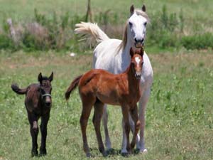 Triple bred Blue Valentine and Sugar Bars bred blue roan filly