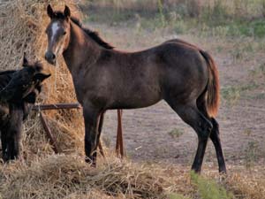 Triple bred Blue Valentine and Sugar Bars bred blue roan filly
