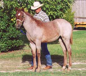 Peptoboonsmal bred red roan filly