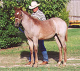 red roan filly Peptoboonsmal and Joe Hancock-Sugar Bars bred