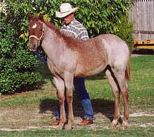 red roan filly Peptoboonsmal and Joe Hancock-Sugar Bars bred