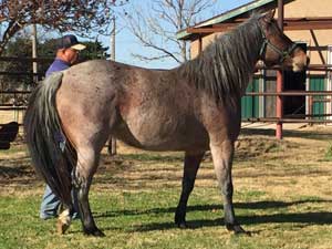 Hancock's Blue Boy & Blue Valentine bred ~ sire is a grandson of Blue Valentine and the dam is a granddaughter of Hancock's Blue Boy