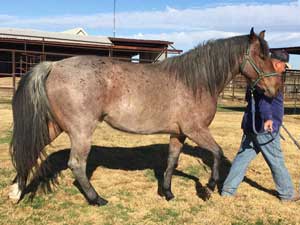 Joe Hancock ~ Blue Valentine bred quarter horses for sale