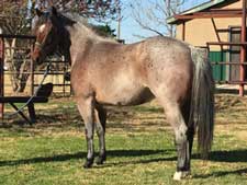 Joe Hancock ~ Blue Valentine bred quarter horses for sale