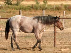 Hancock's Blue Boy & Blue Valentine bred ~ sire is a grandson of Blue Valentine and the dam is a granddaughter of Hancock's Blue Boy