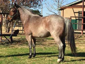 Hancock's Blue Boy & Blue Valentine bred ~ sire is a grandson of Blue Valentine and the dam is a granddaughter of Hancock's Blue Boy