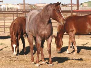 Blue Valentine, Joe Hancock, Sugar Bars and Blondy's dude bred red roan filly for sale