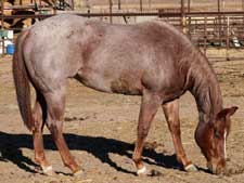 Hancock ~ Blue Valentine bred quarter horses for sale