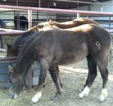 gray filly Poco King Tuck and Jackie Bee bred